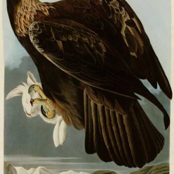 Audubon - Golden Eagle - Plate 181