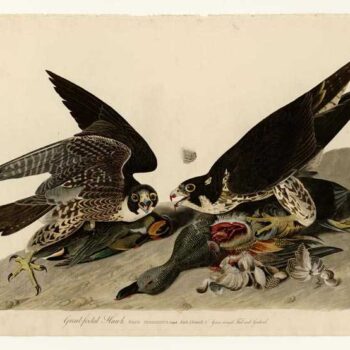 Audubon - Great-footed Hawk - Plate 16