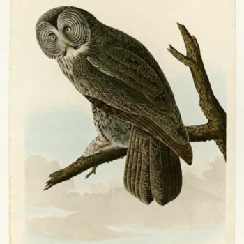 Audubon - Great Cinereous Owl - Plate 351