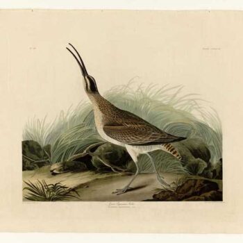 Audubon - Great Esquimaux Curlew - Plate 237