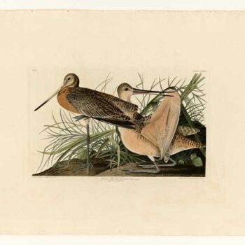 Audubon - Great Marbled Godwit - Plate 238