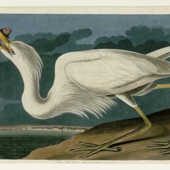 Audubon - Great White Heron - Plate 281