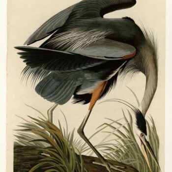 Audubon - Great blue Heron - Plate 211