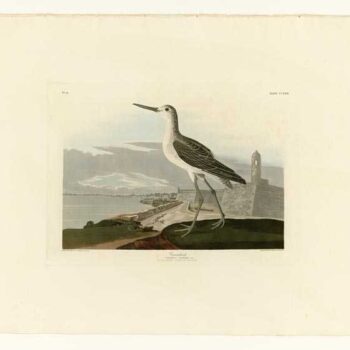 Audubon - Greenshank - Plate 269