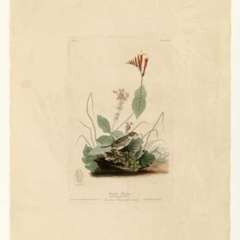 Audubon - Henslows Bunting - Plate 70