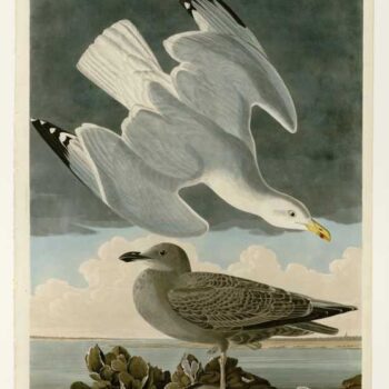 Audubon - Herring Gull - Plate 291