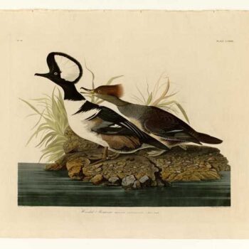 Audubon - Hooded Merganser - Plate 232