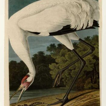 Audubon - Hooping Crane - Plate 226