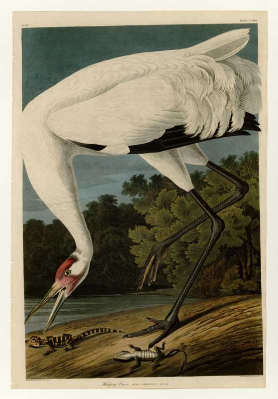Audubon_-_Hooping_Crane_-_Plate_226.jpg