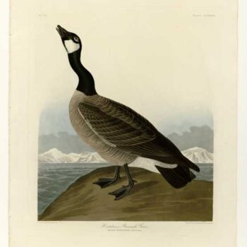 Audubon - Hutchins Barnacle Goose - Plate 277