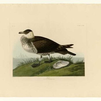 Audubon - Jager - Plate 253