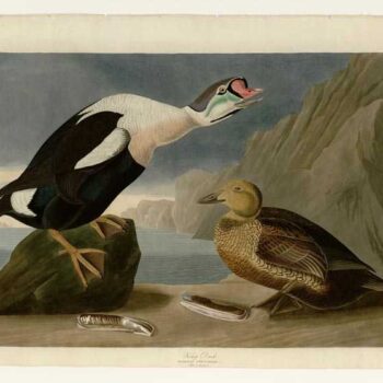 Audubon - King Duck - Plate 276