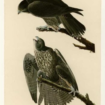 Audubon - Labrador Falcon - Plate 196