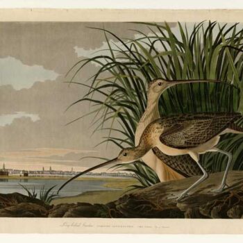 Audubon - Long-billed Curlew - Plate 231
