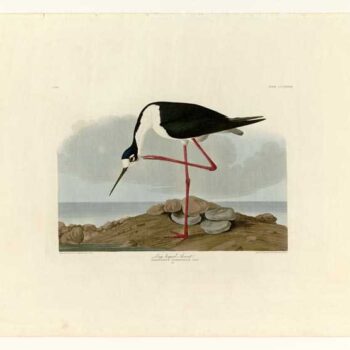 Audubon - Long-legged Avocet - Plate 328