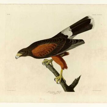 Audubon - Louisiana Hawk - Plate 392