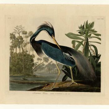 Audubon - Louisiana Heron - Plate 217