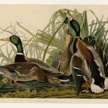 Audubon - Mallard Duck - Plate 221