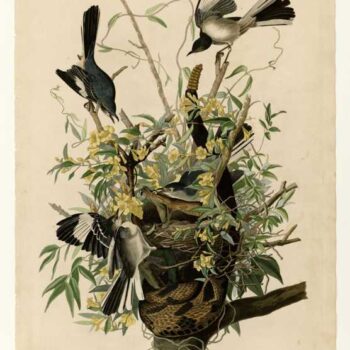 Audubon - Mocking Bird - Plate 21