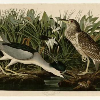 Audubon - Night Heron - Plate 236