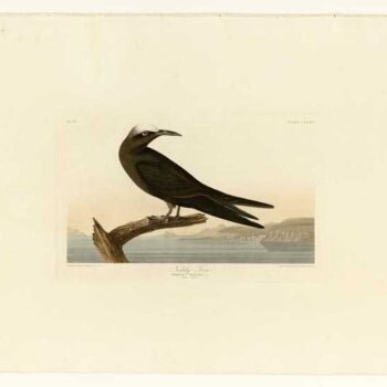 Audubon - Noddy Tern - Plate 275