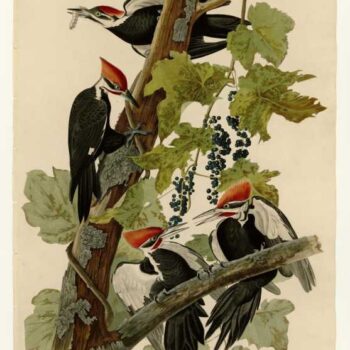 Audubon - Pileated Woodpecker - Plate 111