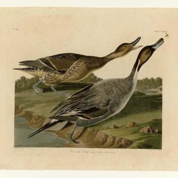 Audubon - Pin tailed Duck - Plate 227