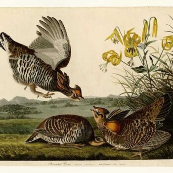 Audubon - Pinnated Grouse - Plate 186