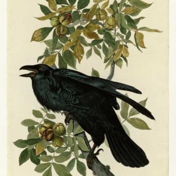 Audubon - Raven - Plate 101
