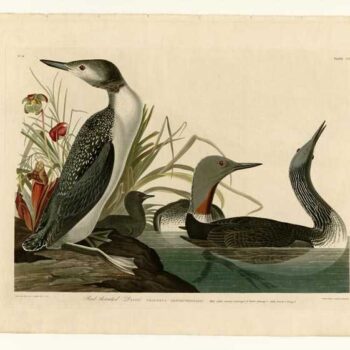Audubon - Red-Throated Diver - Plate 202