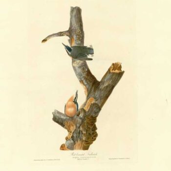 Audubon - Red breasted Nuthatch - Plate 105