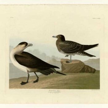 Audubon - Richardsons Jager - Plate 272