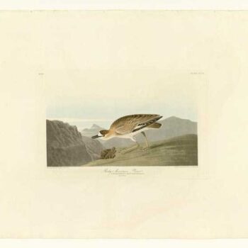 Audubon - Rocky Mountain Plover - Plate 350