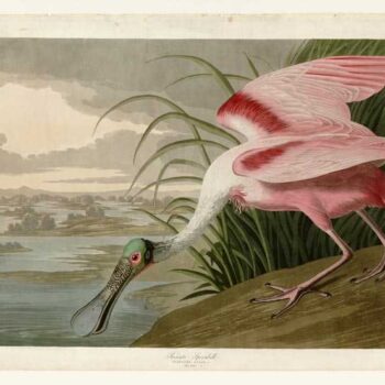 Audubon - Roseate Spoonbill - Plate 321