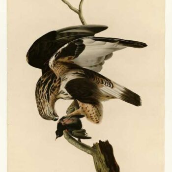Audubon - Rough-legged Falcon - Plate 166