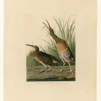 Audubon - Salt Water Marsh Hen - Plate 204