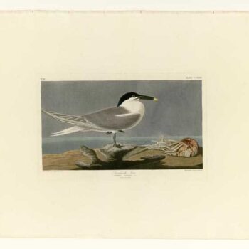 Audubon - Sandwich Tern - Plate 279