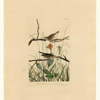 Audubon - Savannah Finch - Plate 109