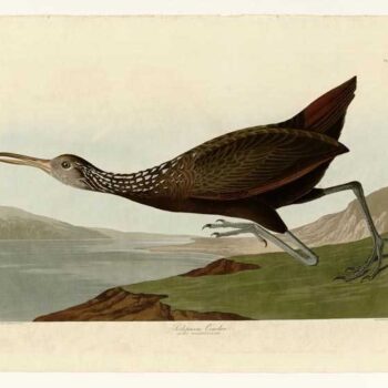 Audubon - Scolopaceus Courlan - Plate 377
