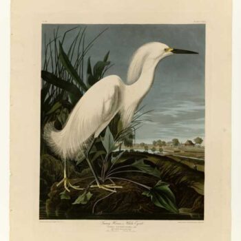 Audubon - Snowy Heron Plate 242