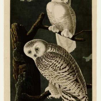 Audubon - Snowy Owl - Plate 121