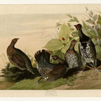 Audubon - Spotted Grouse - Plate 176