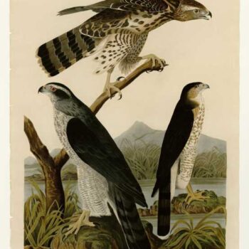 Audubon - Stanley Hawk - Plate 141