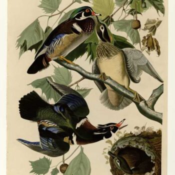 Audubon - Summer Duck - Plate 206