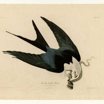 Audubon - Swallow-tailed Hawk - Plate 72