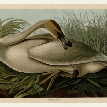 Audubon - Trumpeter_Swan - Plate 376