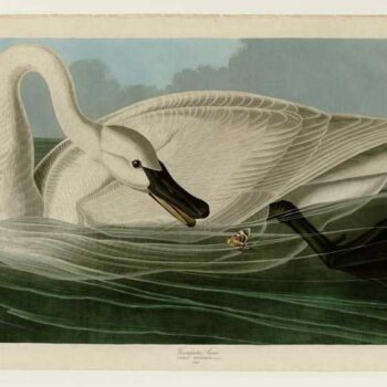 Audubon - Trumpeter Swan - Plate 406