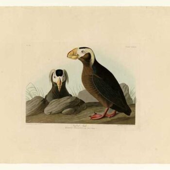 Audubon - Tufted Auk - Plate 249