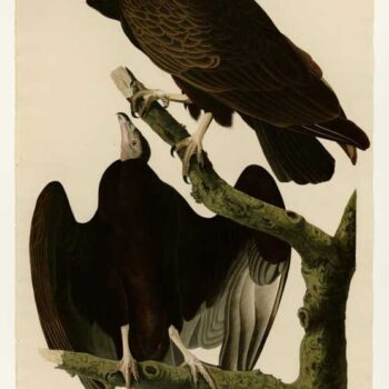 Audubon - Turkey Buzzard - Plate 151