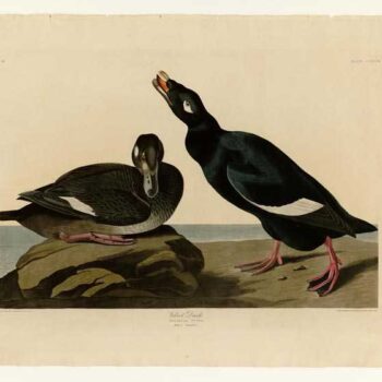 Audubon - Velvet Duck - Plate 247